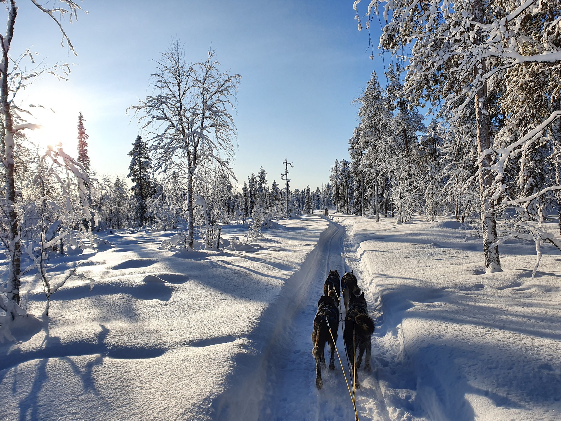 Stil, besneeuwd berkenbos in Lapland bij schemering