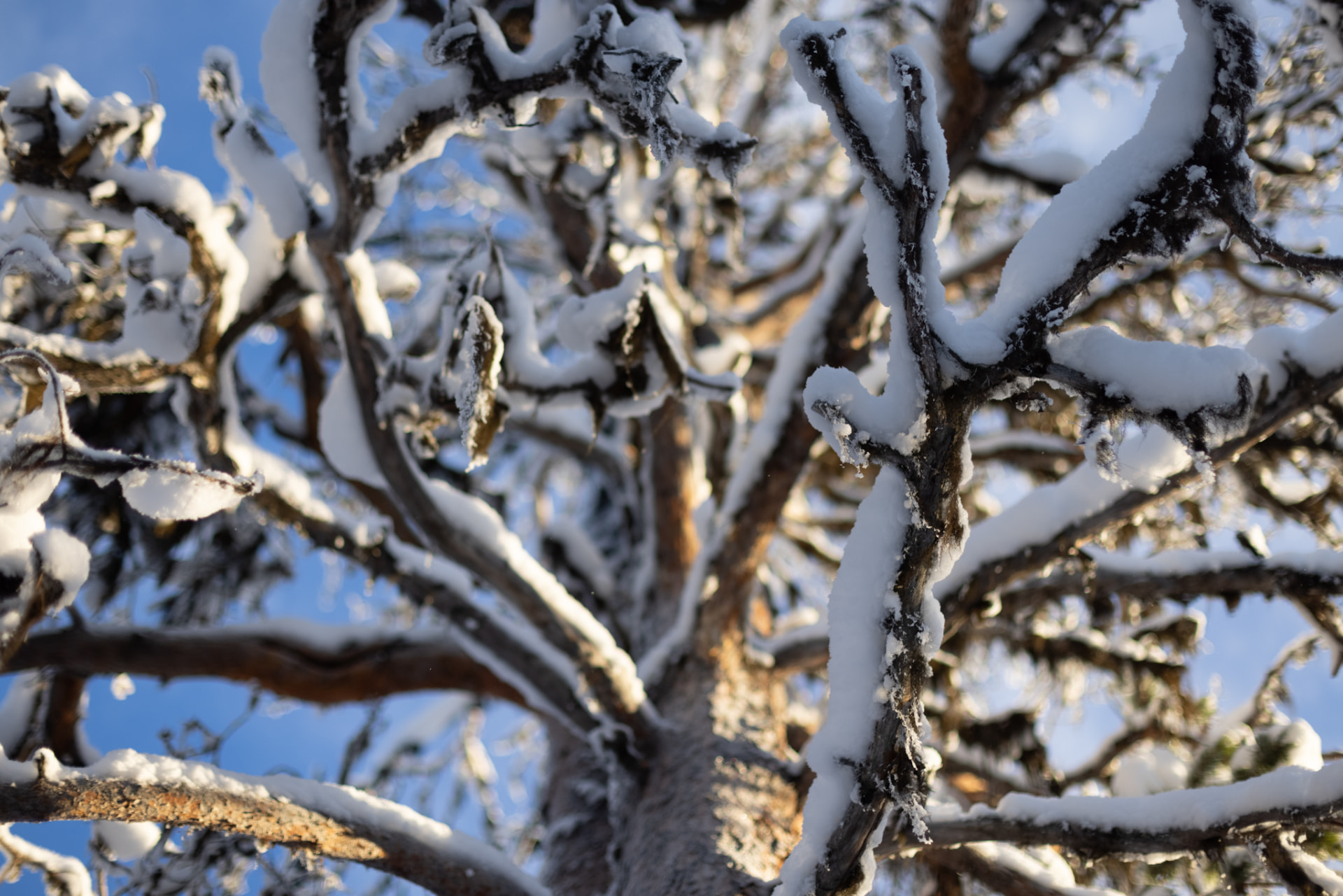 Voetsporen door onaangeroerde sneeuw die verdwijnen in het wit